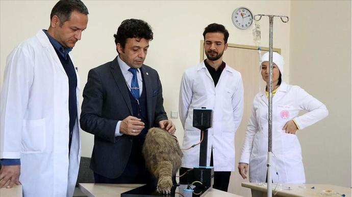 Veterinerlik Bölümü Dersleri Nelerdir?