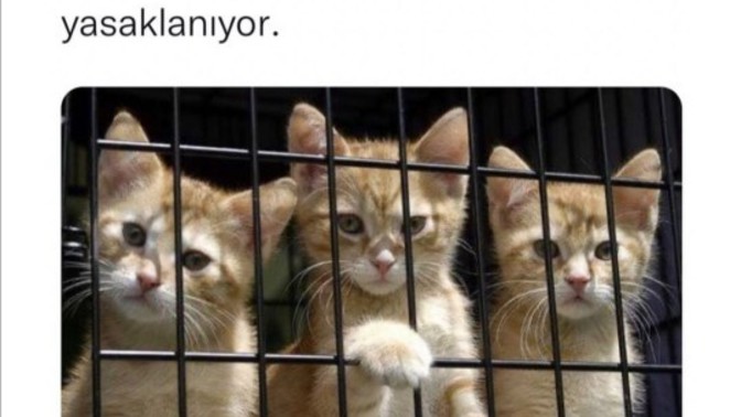 Petshoplarda kedi ve köpek satışının yasaklanması hakkında ne düşünüyorsunuz?
