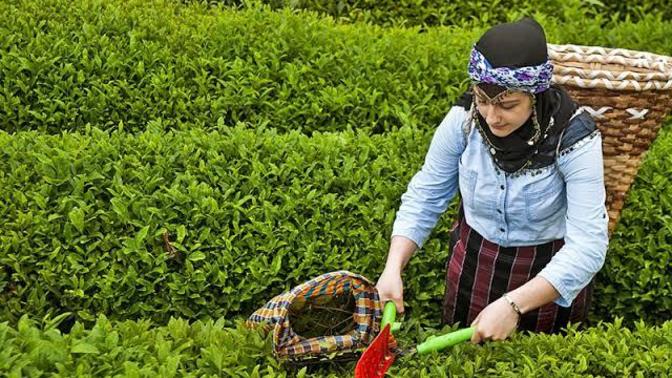 3 çay fabrikası olan Lipton 3 milyor dolar kâr ediyor, 46 çay fabrikası olan Çaykur neden zarar ediyor?