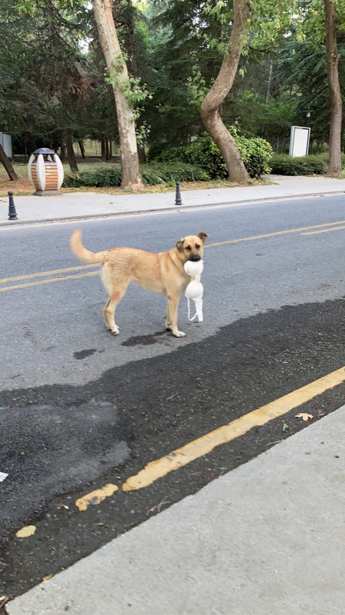 İTÜdeki köpek sütyen çalarken yakalanmış. İTÜ erkekleri özel olarak mı eğitmiş sizce :D?