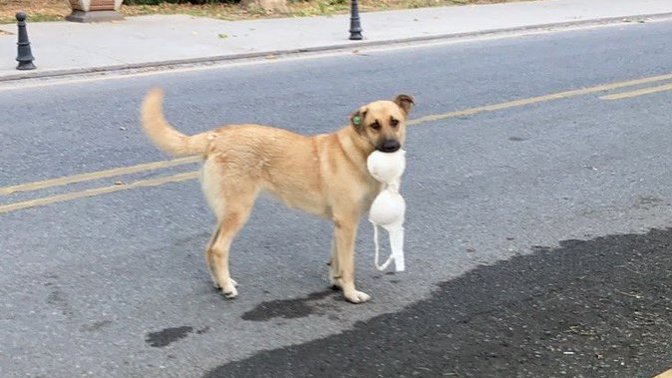 İTÜ'deki köpek sütyen çalarken yakalanmış. İTÜ erkekleri özel olarak mı eğitmiş sizce :D?