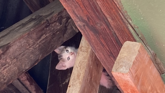 Kedilerle aranız nasıl? Yavrucagımın ismi ne olsun?