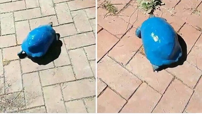 Sizce kaplumbağayı bir insan neden boyar?