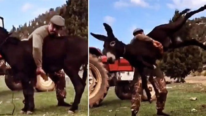 Antrenmanlarını eşekle yaptı, altın kemer kazandı! Kazanmak için size özgü yöntemleriniz var mı?