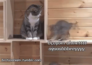 Her şeyin saçmalaştığı bu zamanda siz olayları nasıl izliyorsunuz?