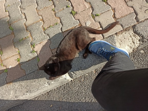 Günaydın, bu kediler niye çok uzaylı?