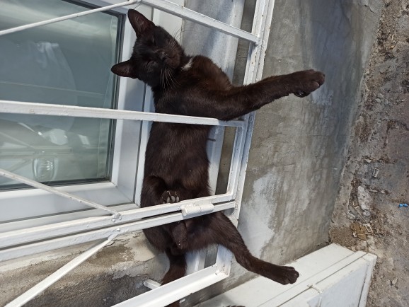 Günaydın, bu kediler niye çok uzaylı?
