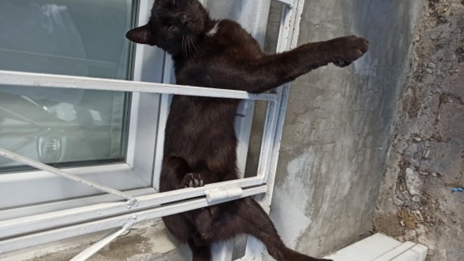 Günaydın, bu kediler niye çok uzaylı?