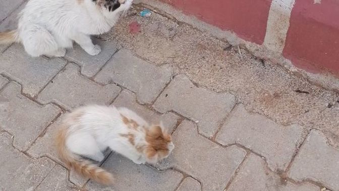 2/3 aylık yavru kedi sahiplensem bana alışır mı?