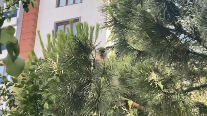 Bağcılarda vatandaş maymunu muz uzatarak yakalamaya çalıştı. Siz yolda maymun görseniz ne yaparsınız?