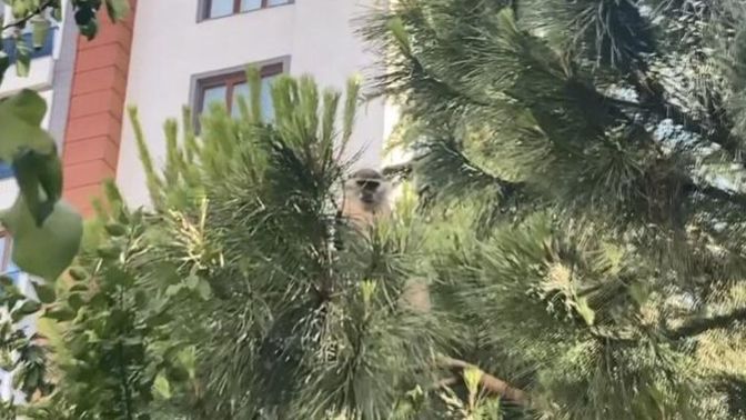 Bağcılar'da vatandaş maymunu muz uzatarak yakalamaya çalıştı. Siz yolda maymun görseniz ne yaparsınız?