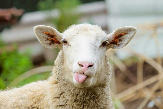 Ne kesiyorsunuz bu bayram😜?