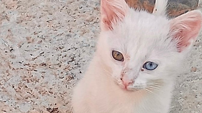 Bu kedinin cinsi nedir?  Ankara  mı Van mı?