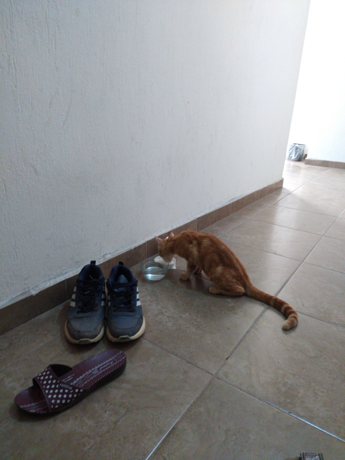 Peşinize takılan bir kedi oldu mu hiç?