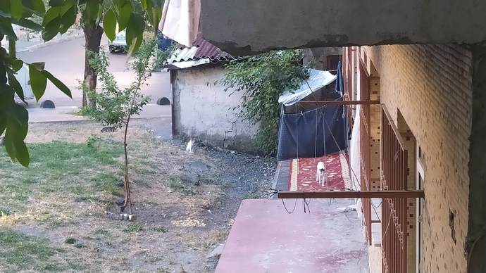 Peşinize takılan bir kedi oldu mu hiç?