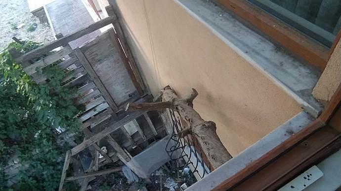 Bizim kedinin yolu. Balkondan