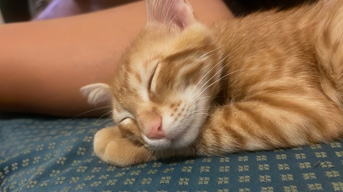 Peşinize takılan bir kedi oldu mu hiç?