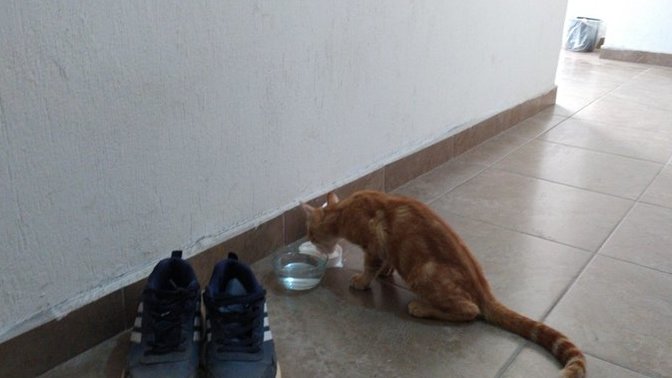 Peşinize takılan bir kedi oldu mu hiç?