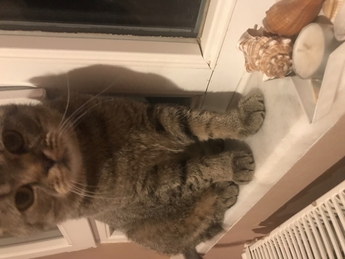 Sizce bu kedi beni seviyor mudur?
