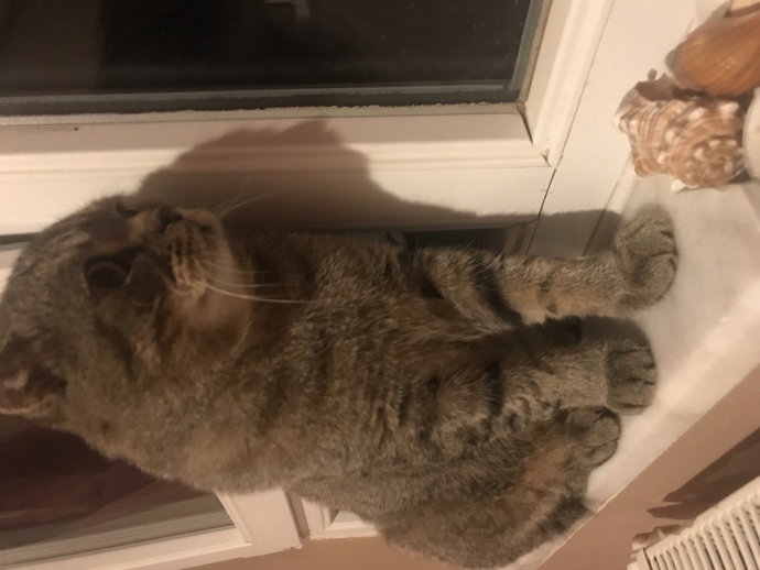 Sizce bu kedi beni seviyor mudur?