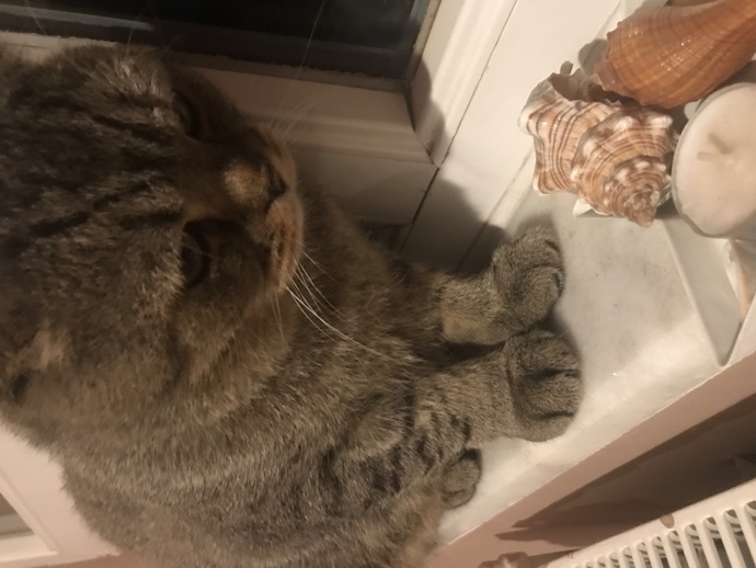 Sizce bu kedi beni seviyor mudur?