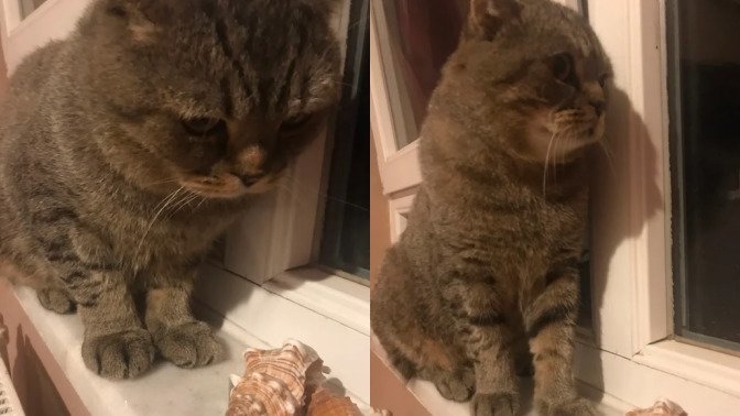 Sizce bu kedi beni seviyor mudur?