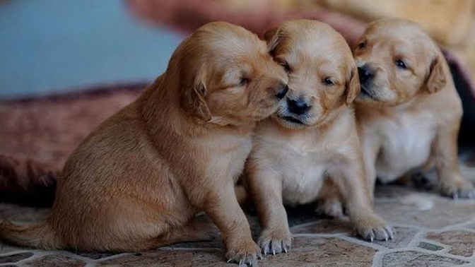 14 Temmuz'dan itibaren kedi ve köpeklerin Petshop'larda satılması yasaklanıyor. Ne düşünüyorsunuz?