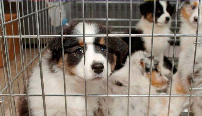 14 Temmuzdan itibaren kedi ve köpeklerin petshoplarda satılması yasaklanıyor! Siz bu kararı nasıl buldunuz?