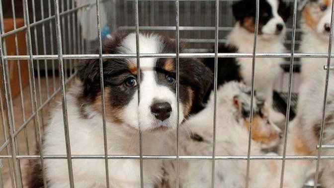 14 Temmuz'dan itibaren kedi ve köpeklerin petshoplarda satılması yasaklanıyor! Siz bu kararı nasıl buldunuz?