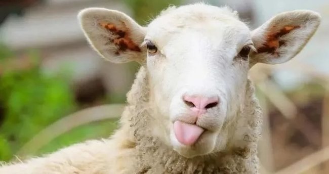 Kurban bayramını mı kutlayacaksınız, kolesterol bayramını mı?