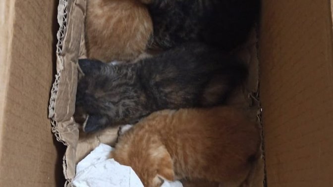 Annesi olmayan kedi yavrularını ne yapıyorsunuz?