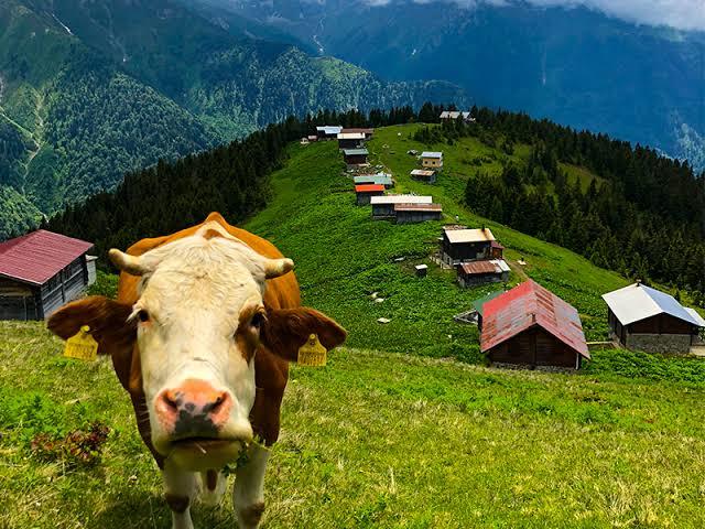 Kurban Bayramında hangi Karadeniz yaylasında serinlemek isterdiniz? ?
