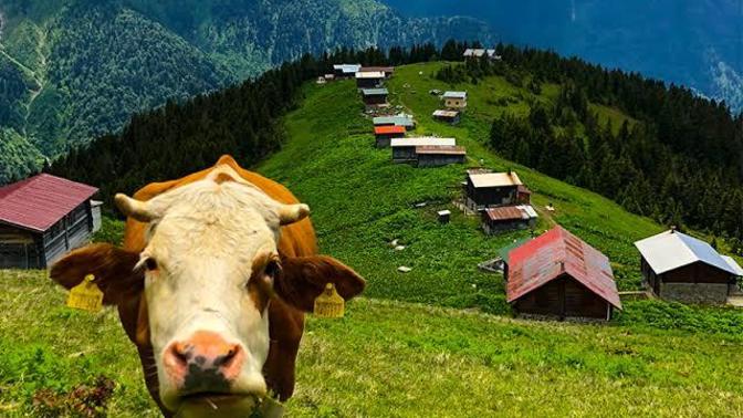 Kurban Bayramında hangi Karadeniz yaylasında serinlemek isterdiniz?