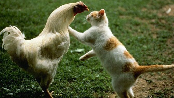 Kedi horozumuzu yer mi?