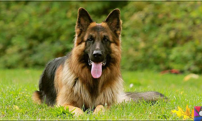 Alman kurdu sizce nasıl bir köpek?