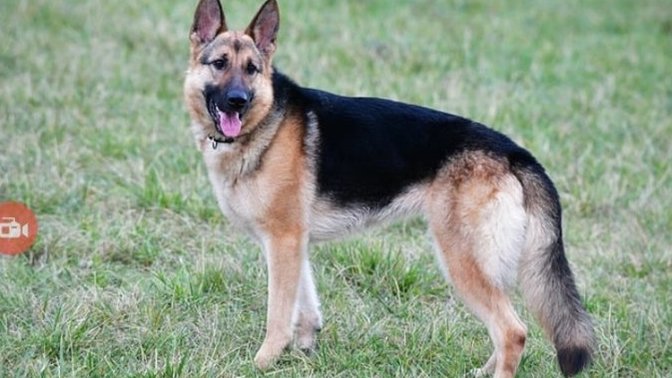 Alman kurdu sizce nasıl bir köpek?