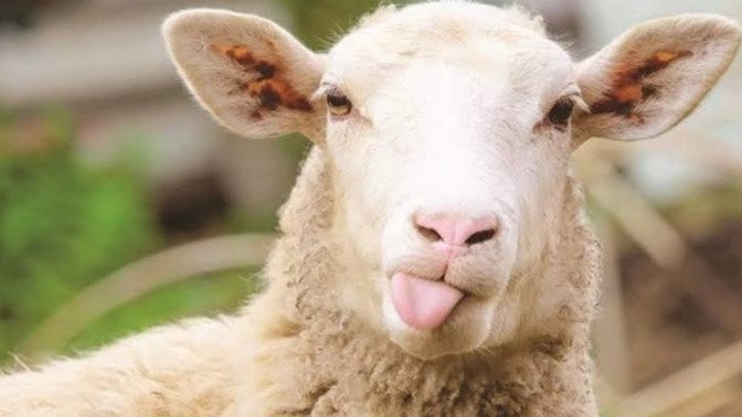 Kurban etinin yumuşak olması için bildiğiniz pratik yöntemler nelerdir?
