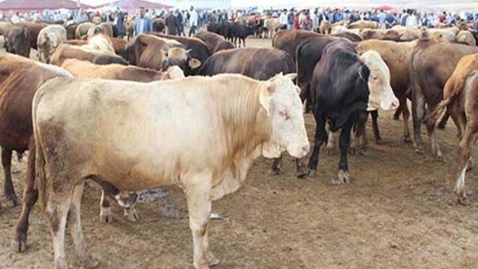 Kurban bayramı fırsatçıları zengin etmek için mi?