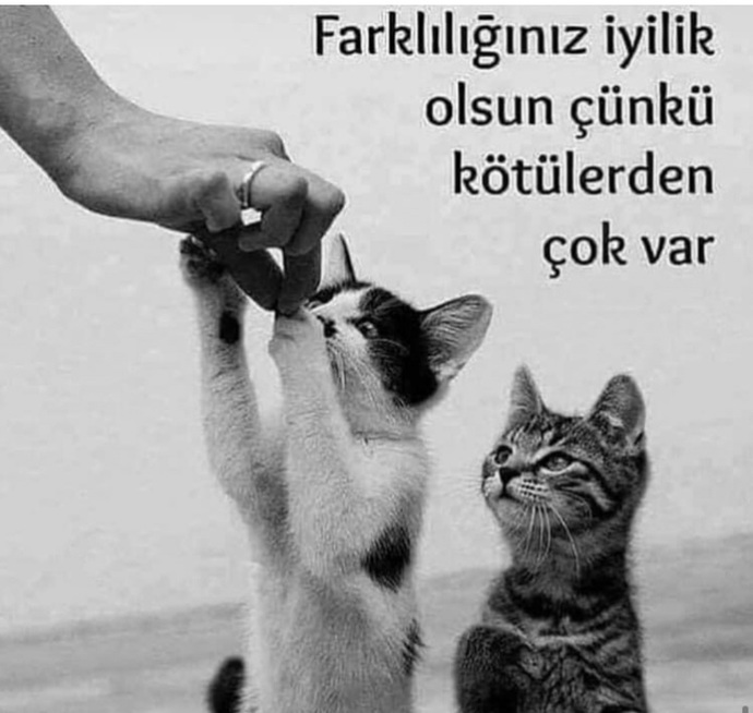 Bir sigarayı bırakamadım, bir de şu nankörlere iyi davranmayı..