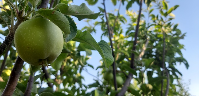 Bahçeden alıp yemek mi yoksa marketten mi?