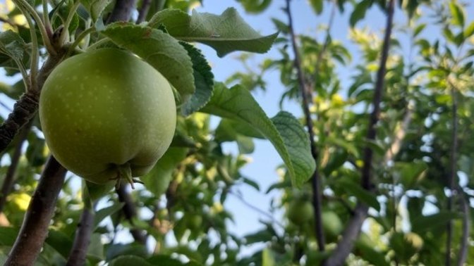 Bahçeden alıp yemek mi yoksa marketten mi?
