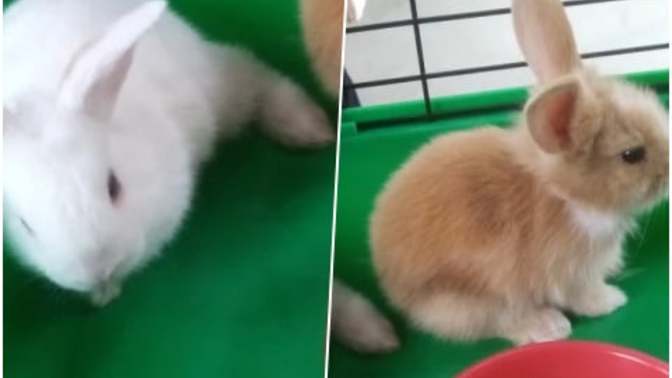 İki tane yavru tavşan aldım ama annem istemiyor, nasıl ikna ederim?