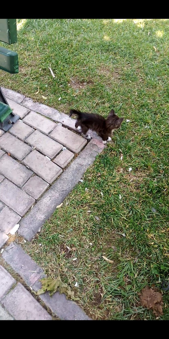 Kedi sahiplenmeyi bakmayı çok istiyorum aylık ne kadar masrafı olur?