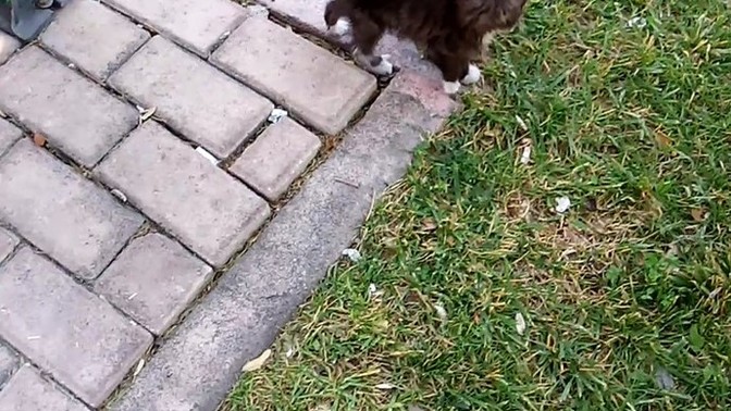 Kedi sahiplenmeyi bakmayı çok istiyorum aylık ne kadar masrafı olur?