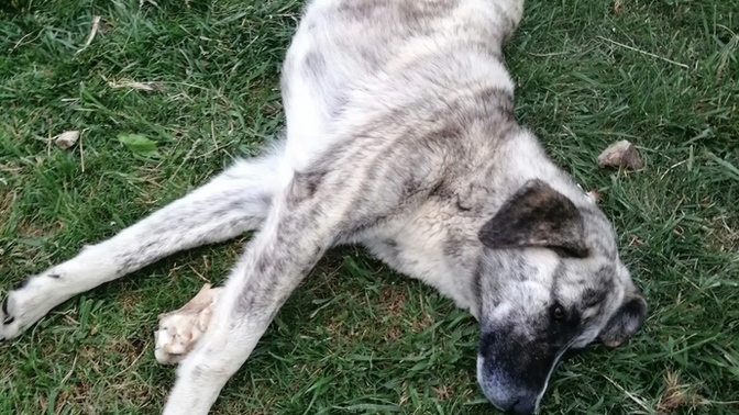 Sokakta ki canlara en sevdiği kemik yemeğini verdiniz mi?