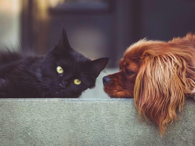 Kedilere mi daha yakınsın, köpeklere mi?
