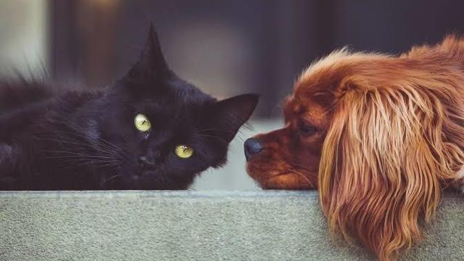 Kedilere mi daha yakınsın, köpeklere mi?