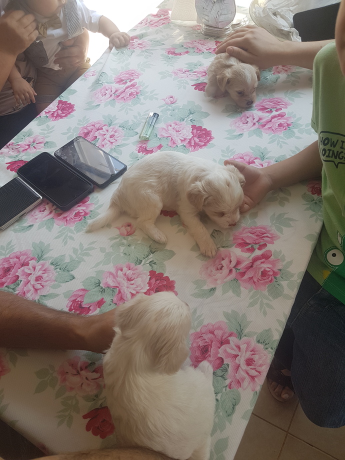 Köpek satmak kötü bir şey mi?