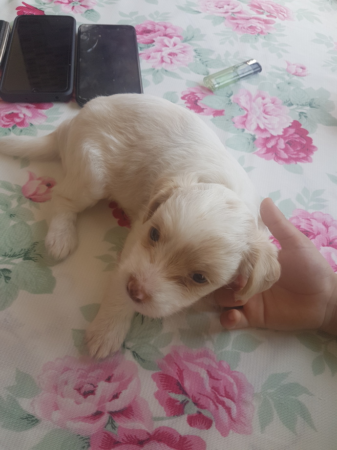 🐶