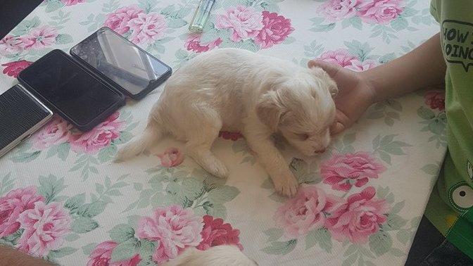 Köpek satmak kötü bir şey mi?